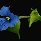 TAGBLUME (Commelina)