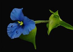 TAGBLUME (Commelina)