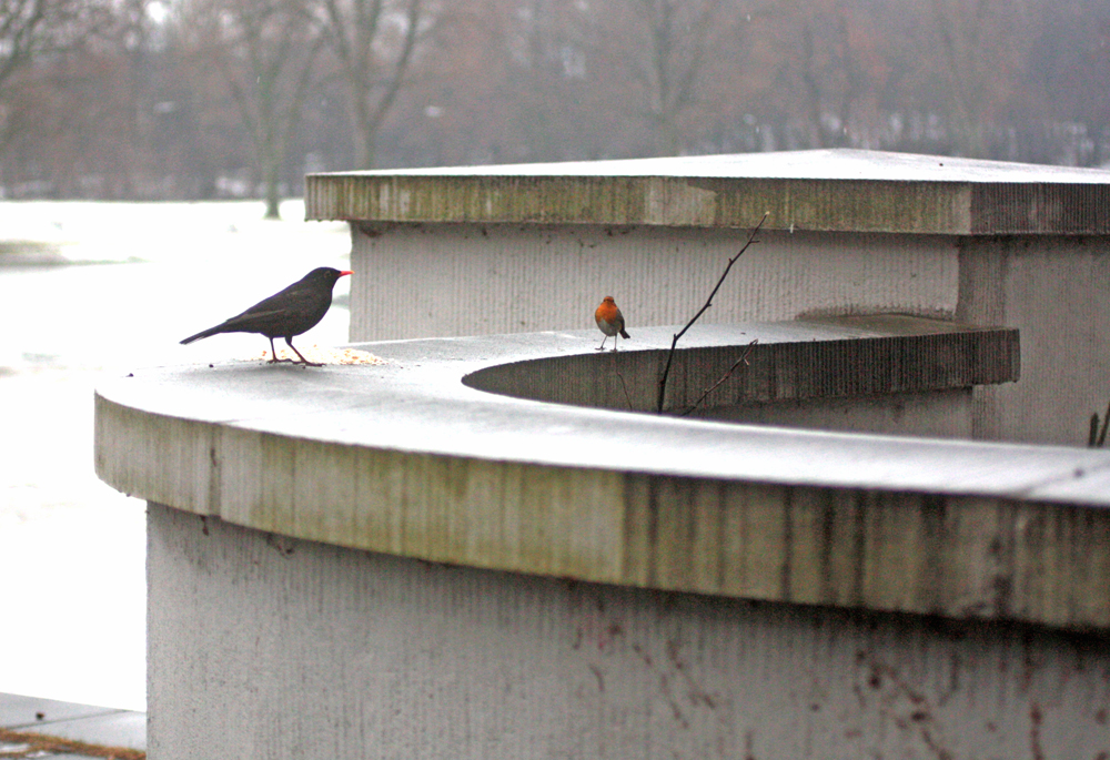 Tagchen, mein Name ist Amsel