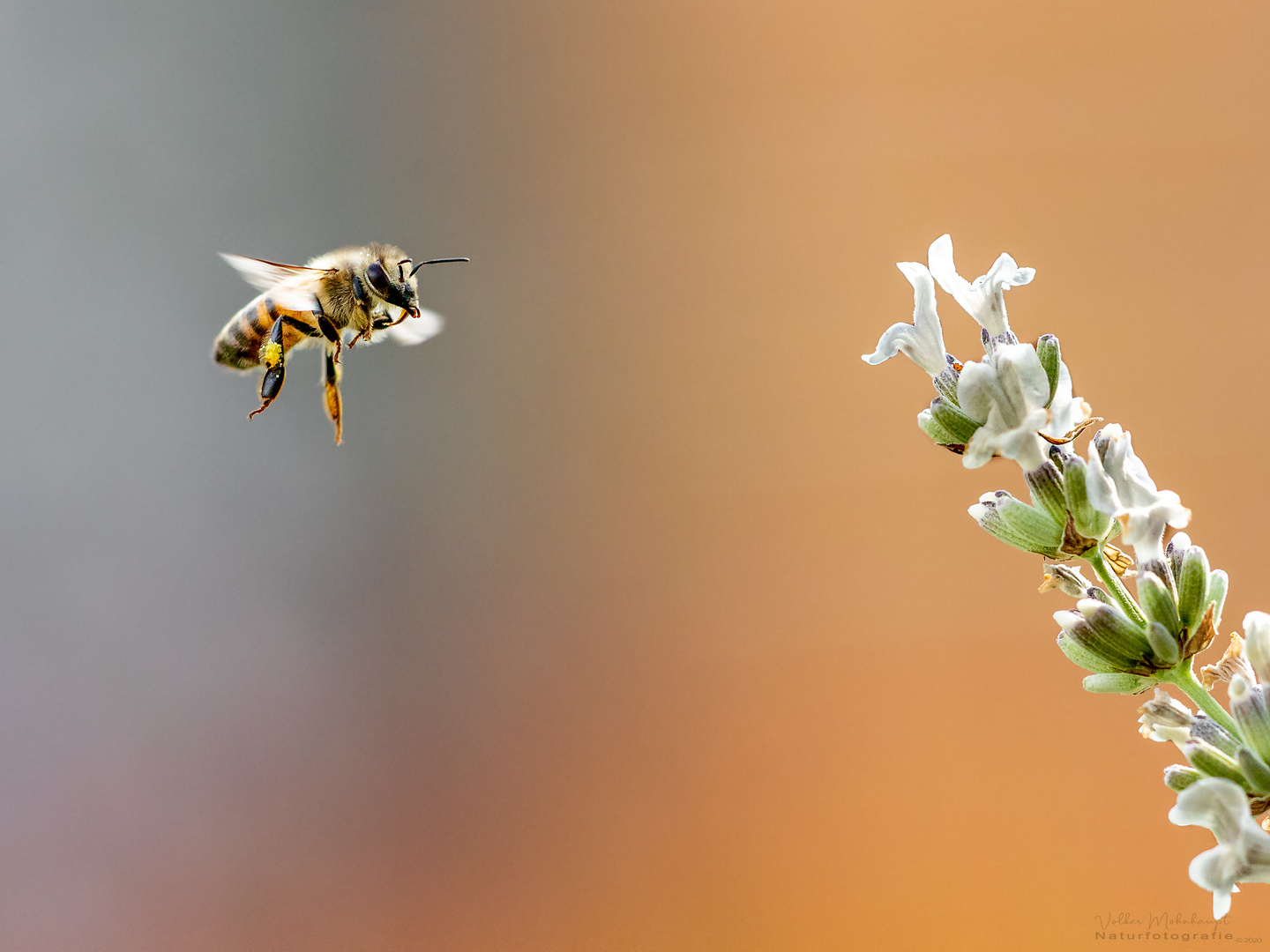 Tage der Insekten