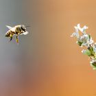 Tage der Insekten