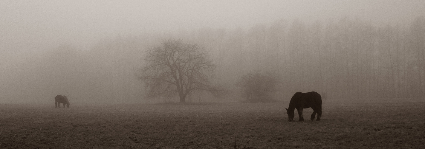 Tage im Nebel