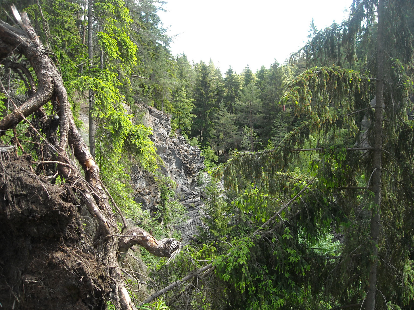 Tagebau im Wald