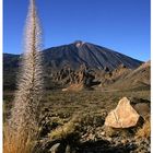 Tagenaste am Teide