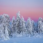 Tagesanbruch auf der Hornisgrinde