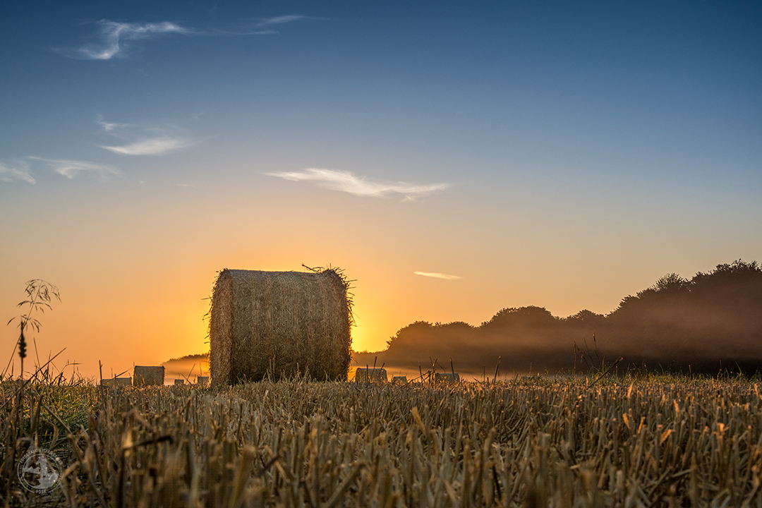 Tagesanbruch der Ernte