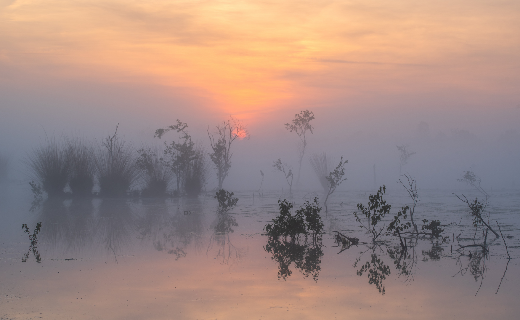 ___Tagesanbruch im Moor____