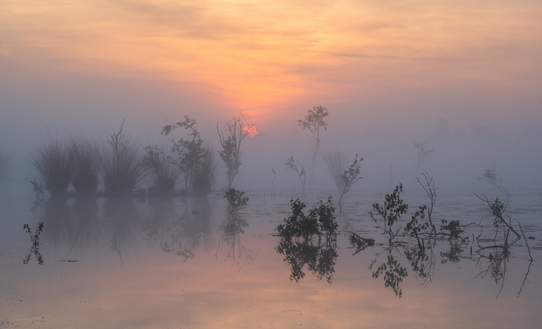 ___Tagesanbruch im Moor___