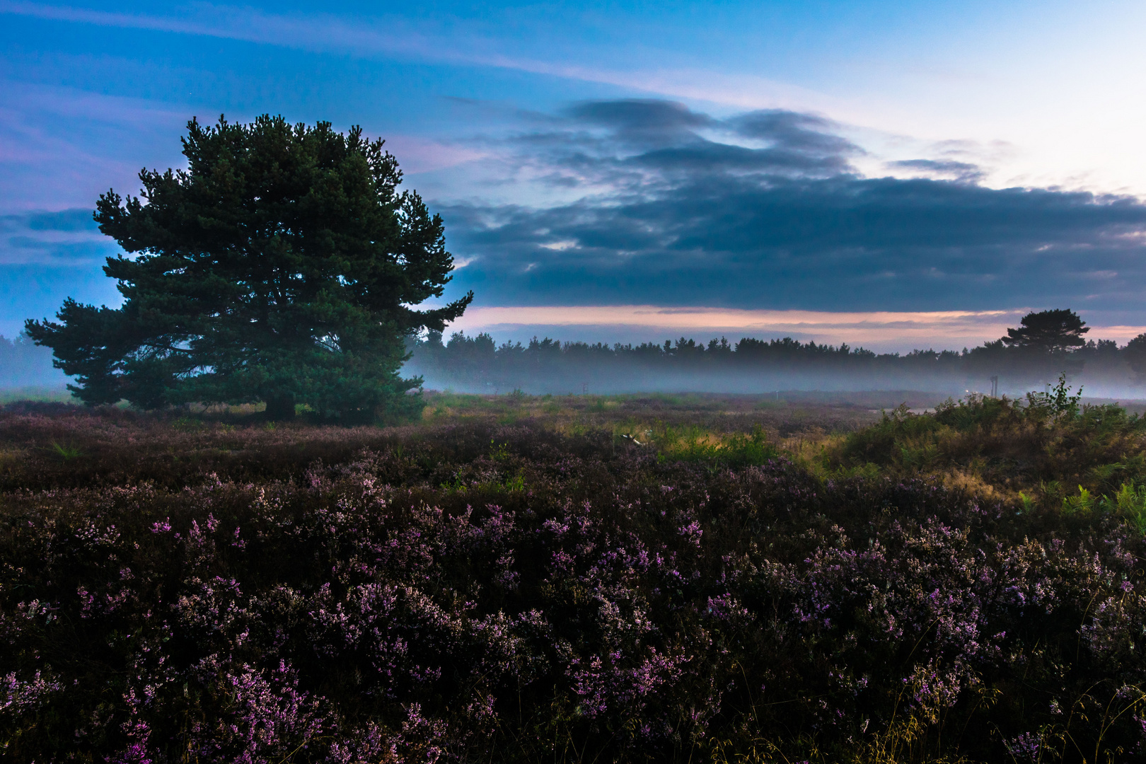 Tagesanbruch in der Mehlinger Heide