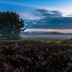 Tagesanbruch in der Mehlinger Heide