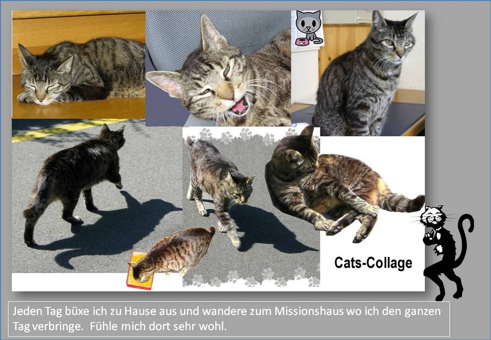 Tagesausflug der Katze