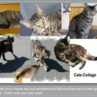 Tagesausflug der Katze