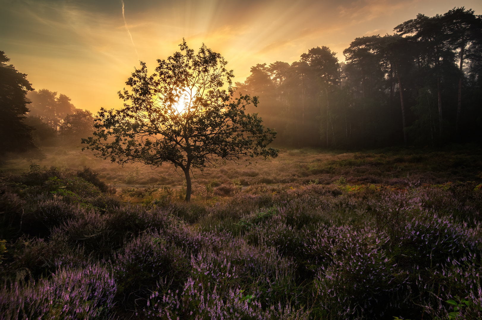 Tagesbeginn in der Heide