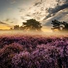 Tagesbeginn in der Mehlinger Heide