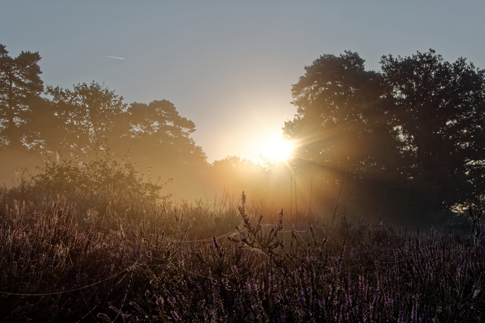 Tageserwachen in der Heide