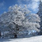 Tagesgespräch Schnee