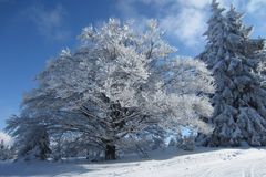 Tagesgespräch Schnee