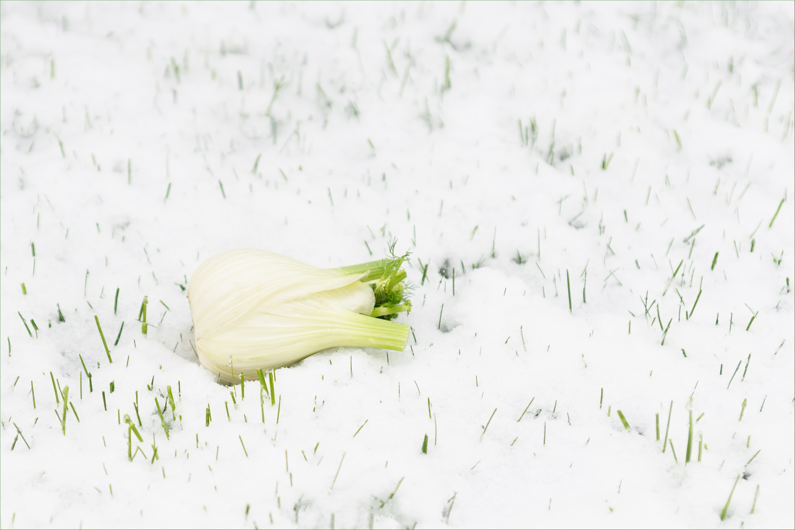 Tagesmenue: Fenchel auf Neuschnee