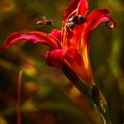 - Tagesschönheit; Gelbrote Taglilie (Hemerocallis fulva) - -