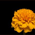 Tagetes