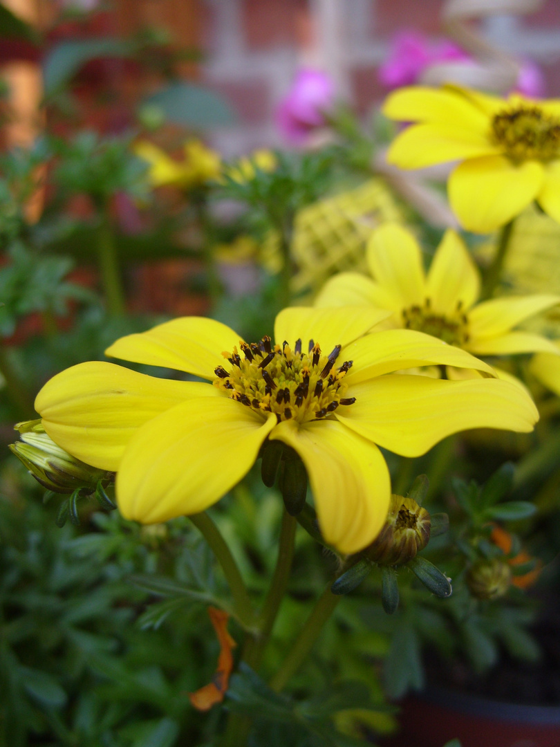 Tagetes