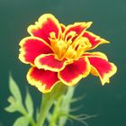 Tagetes