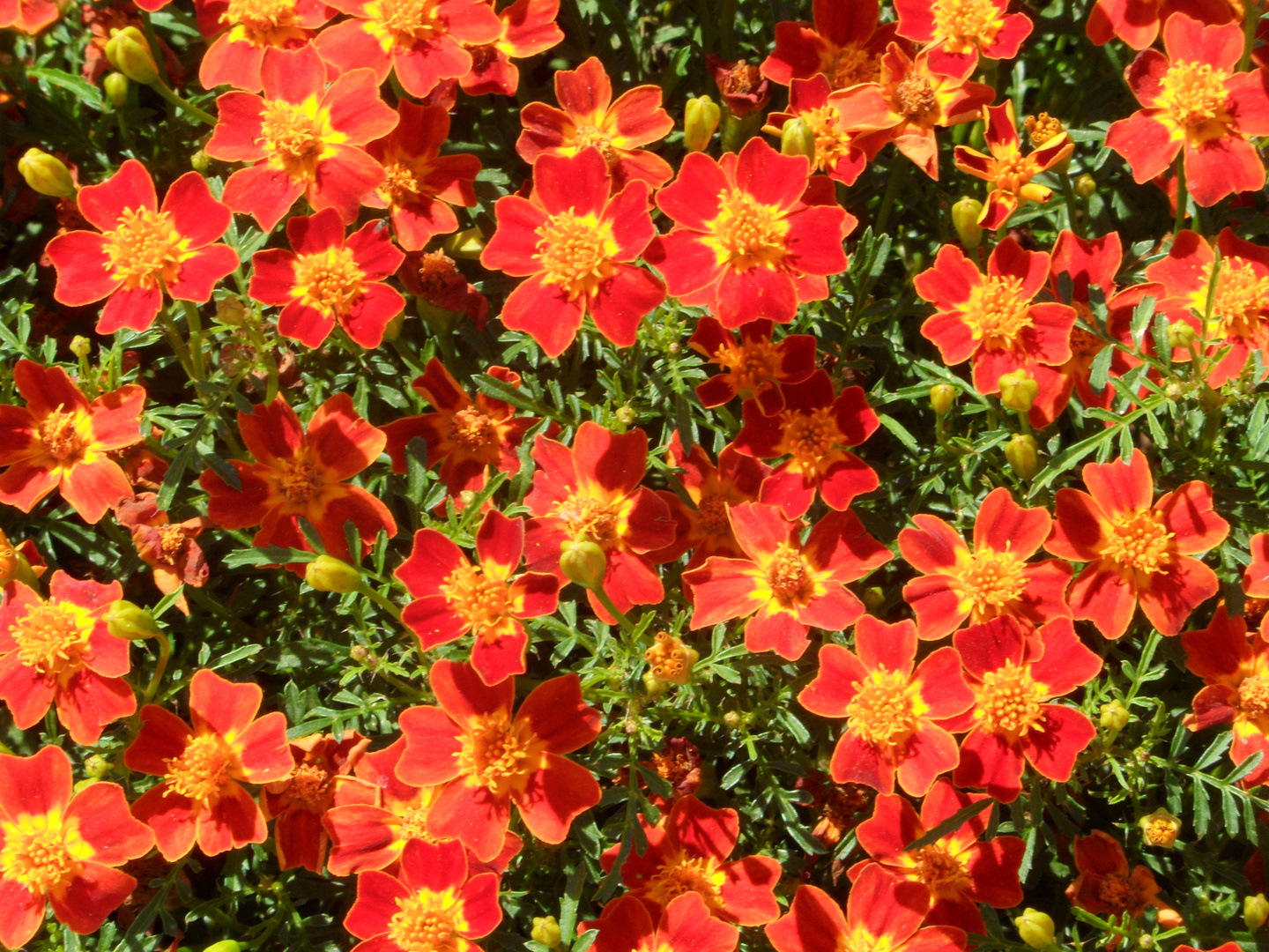 Tagetes