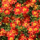 Tagetes