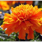 Tagetes