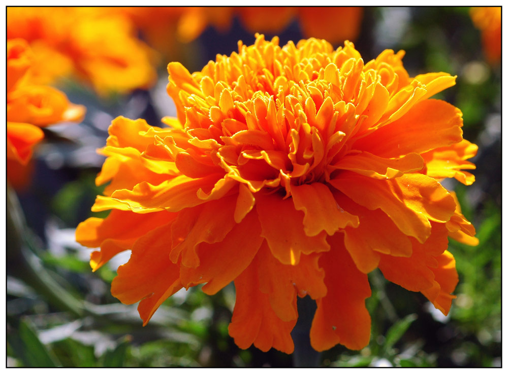 Tagetes