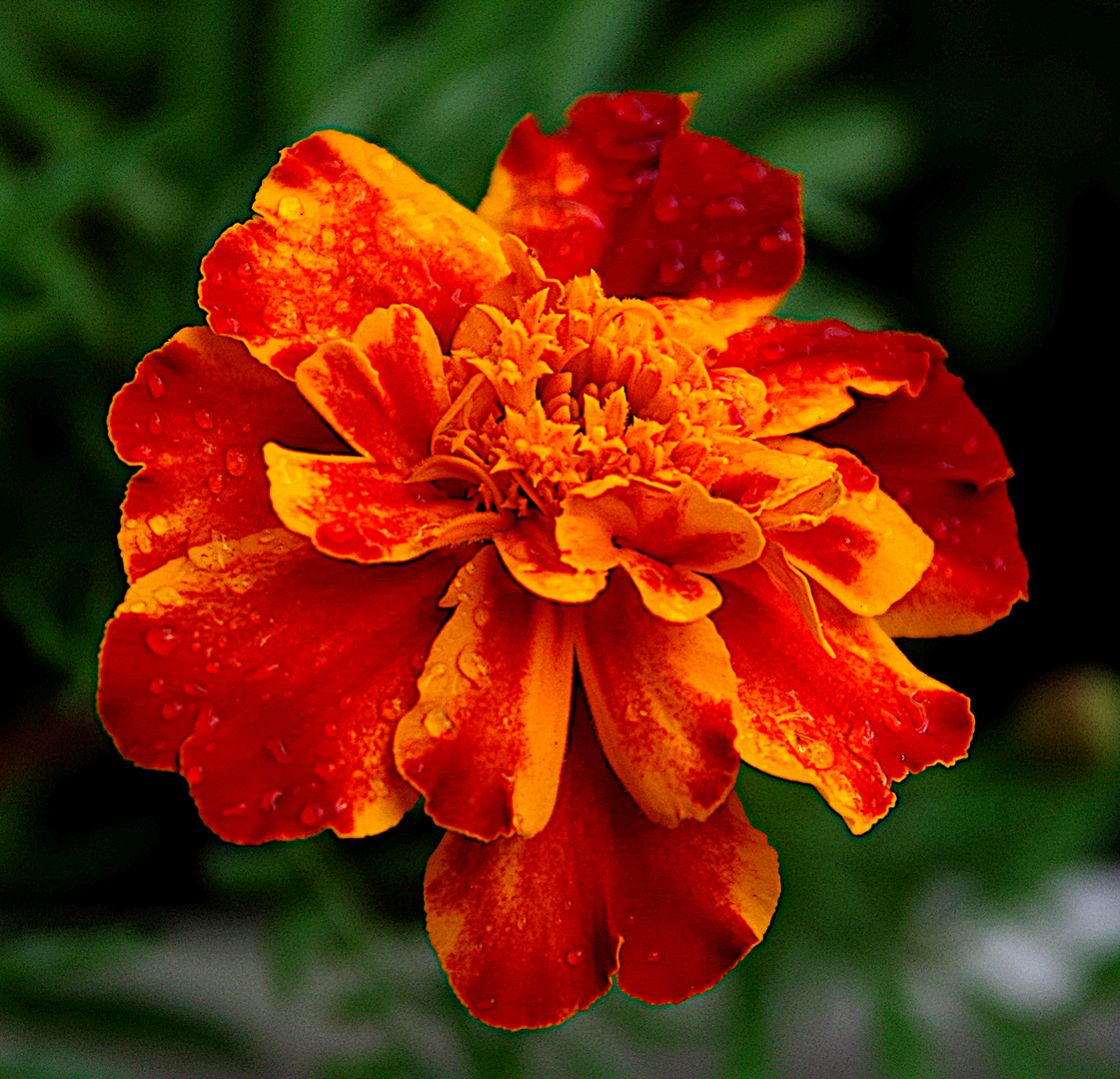 TAGETES 2021 