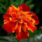 TAGETES 2021 