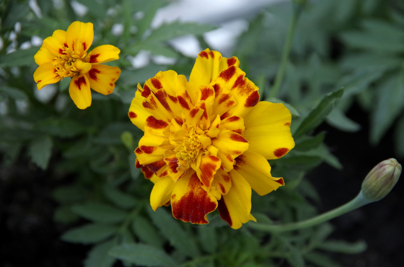 TAGETES 2023