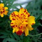 TAGETES 2023