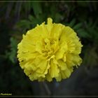 Tagetes