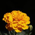 Tagetes