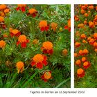 Tagetes**