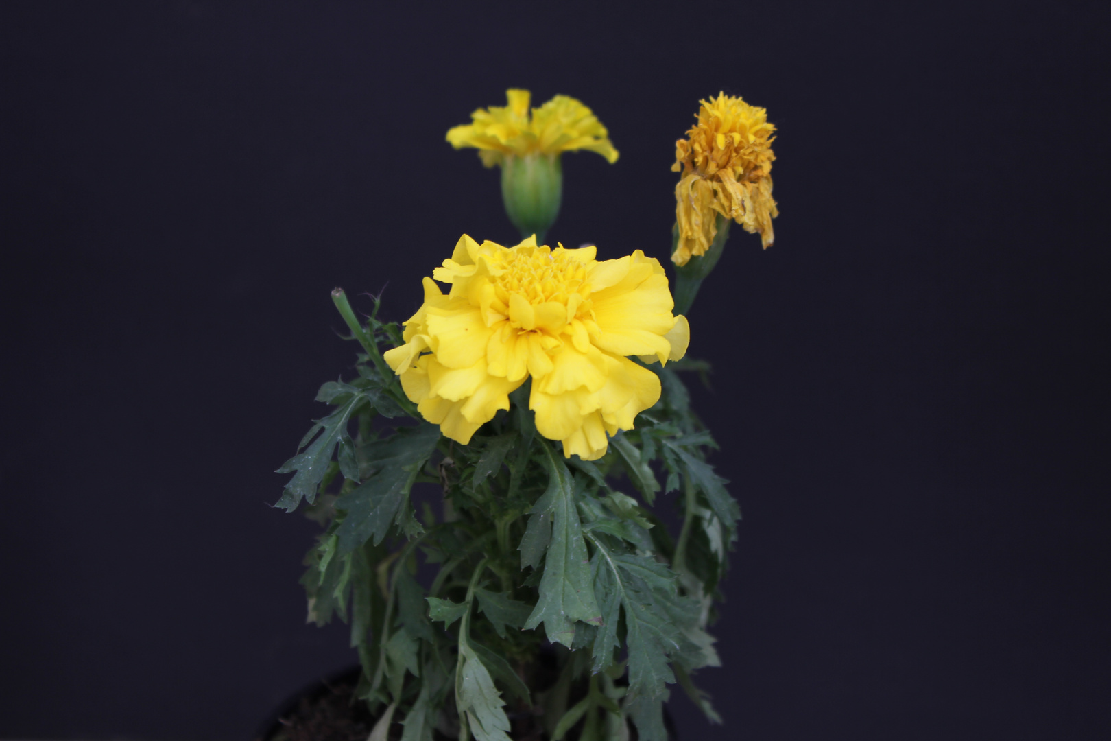 Tagetes