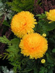 Tagetes