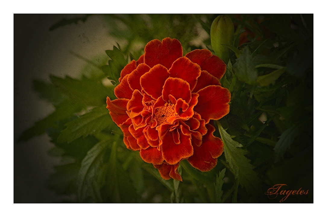 ~~TAGETES~~