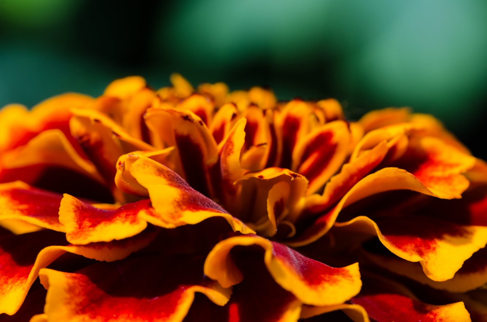 Tagetes