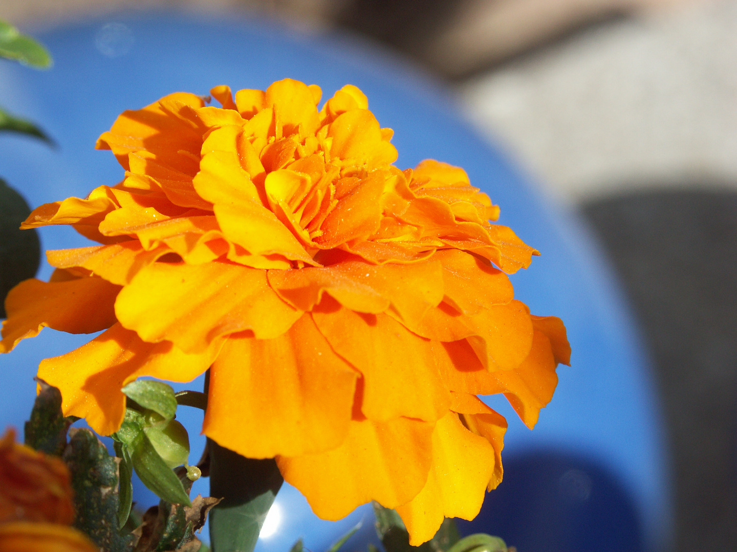 Tagetes