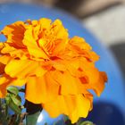 Tagetes