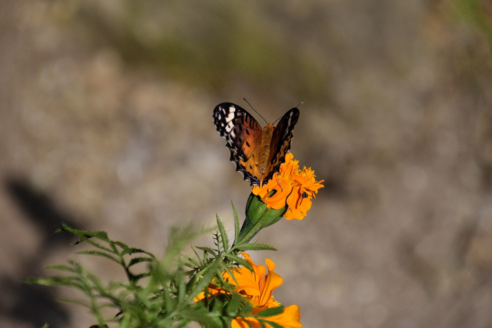 Tagetes