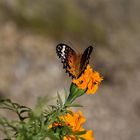 Tagetes