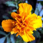 Tagetes