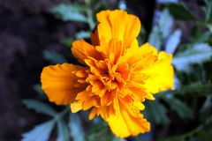 Tagetes