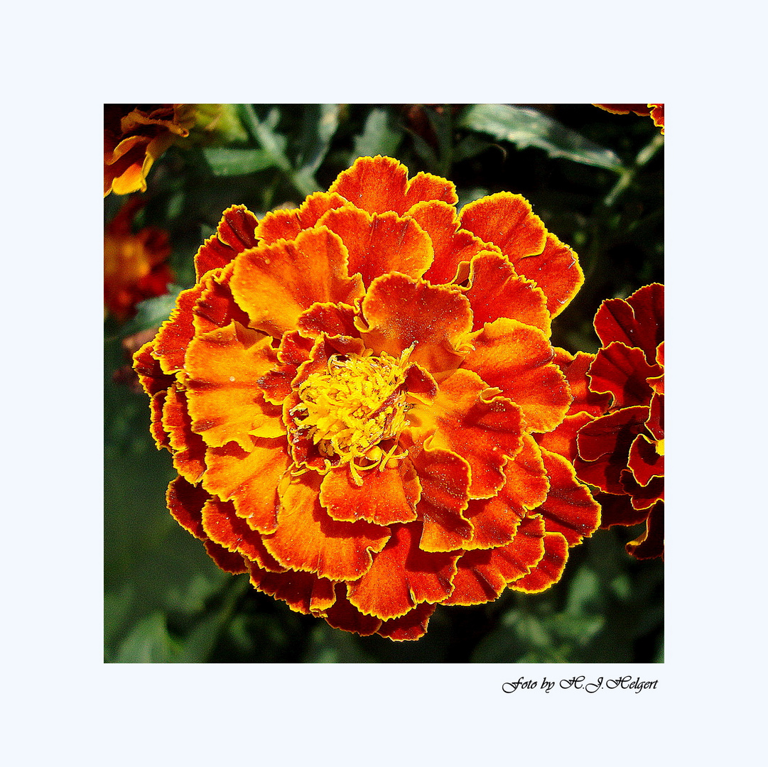 Tagetes