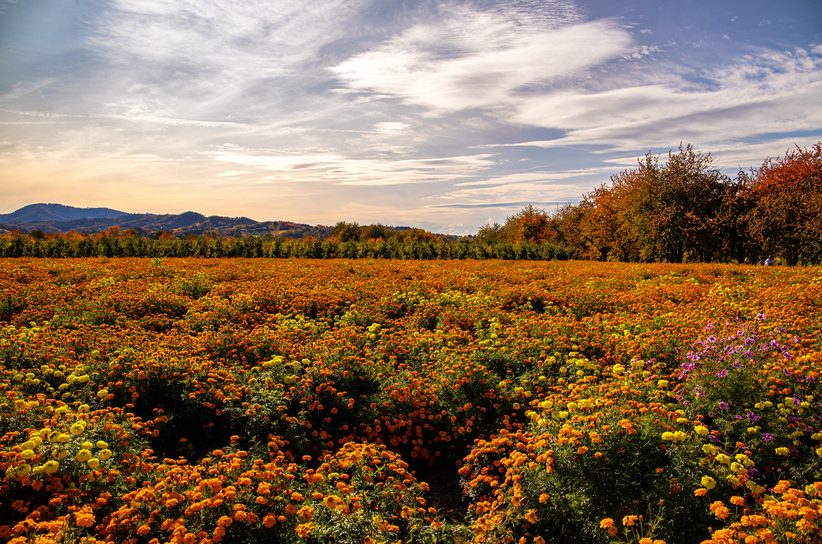 **TAGETES**