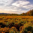 **TAGETES**